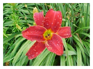 HEMEROCALLIS x 'Baltimore Oriole'